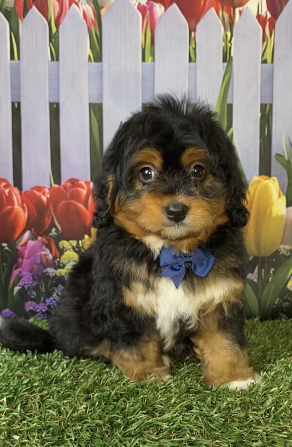 Mr. Elmo the Mini-Bernedoodle puppy