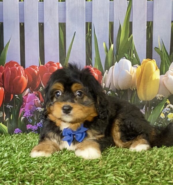 Photo of Mr. Elmo the Mini-Bernedoodle puppy
