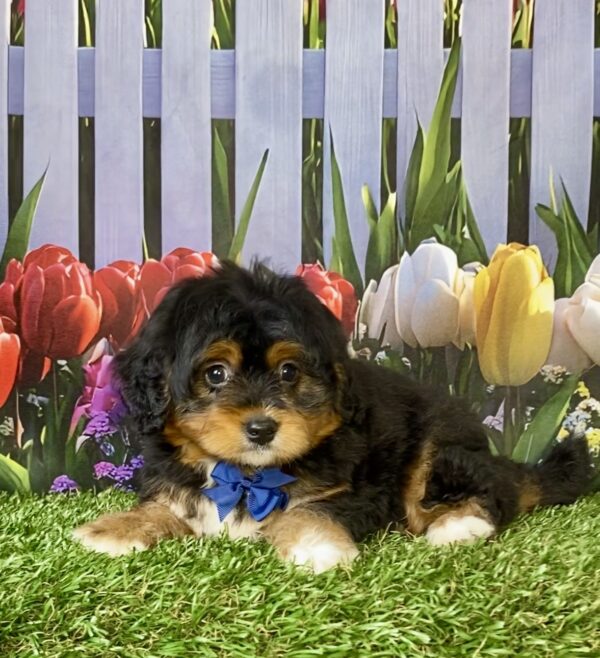 Photo of Mr. Elmo the Mini-Bernedoodle puppy
