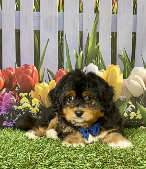 Photo of Mr. Elmo the Mini-Bernedoodle puppy
