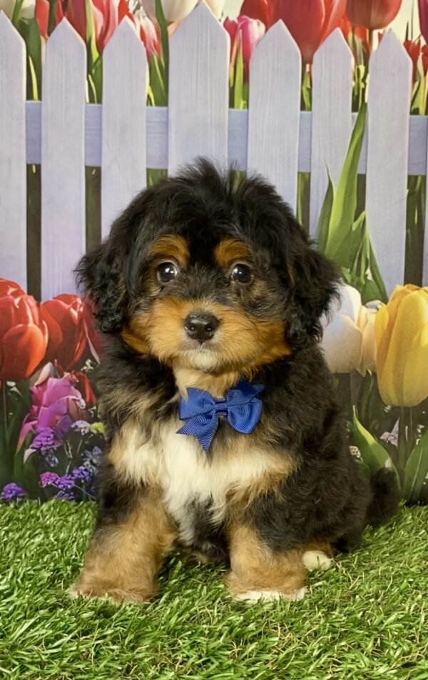 Photo of Mr. Elmo the Mini-Bernedoodle puppy