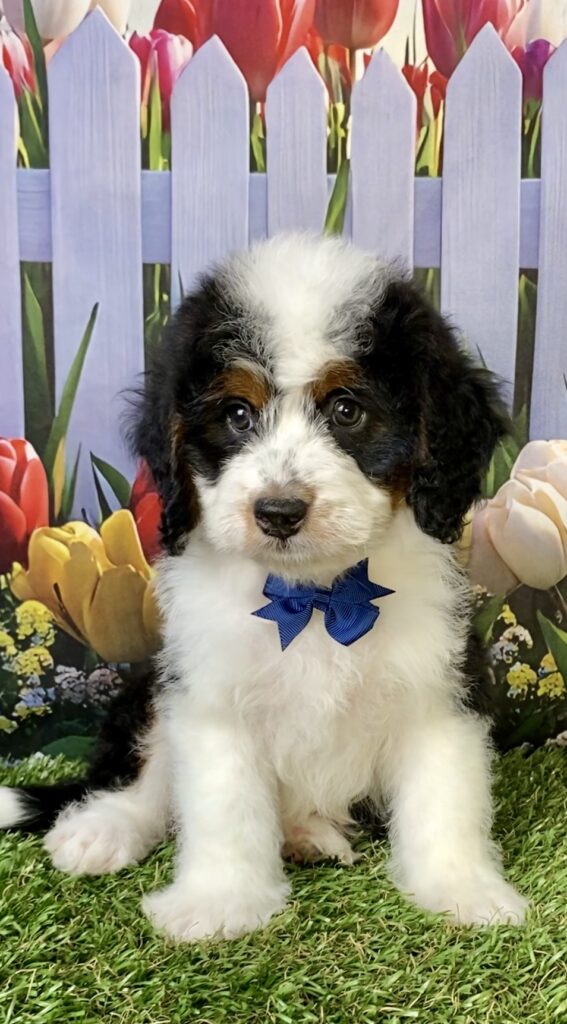 Photo of Mr. Elson the Mini-Bernedoodle puppy