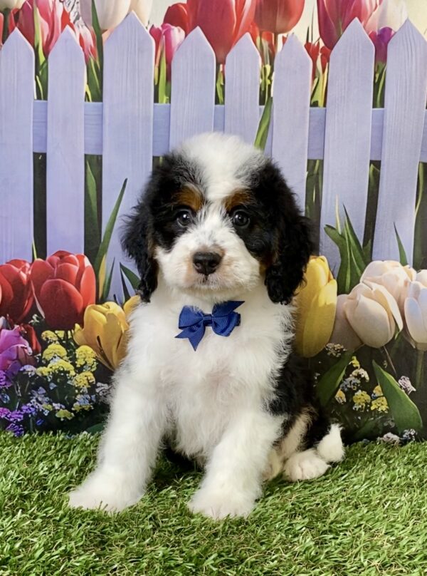 Photo of Mr. Elson the Mini-Bernedoodle puppy