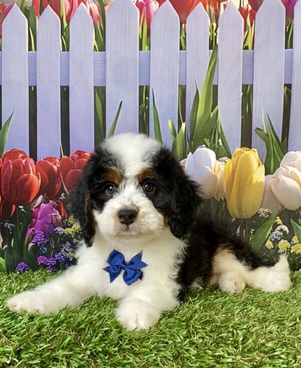 Photo of Mr. Elson the Mini-Bernedoodle puppy