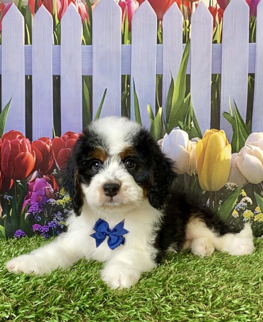 Photo of Mr. Elson the Mini-Bernedoodle puppy