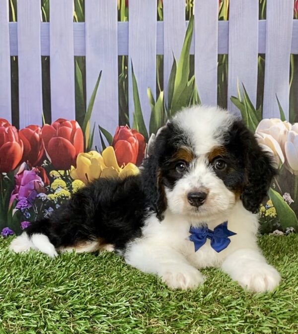 Photo of Mr. Elson the Mini-Bernedoodle puppy