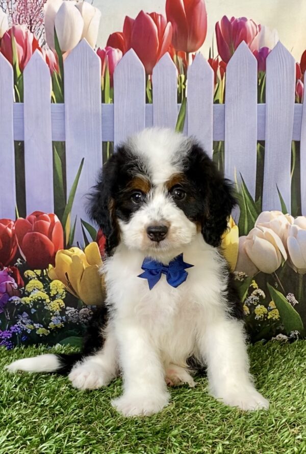 Photo of Mr. Elson the Mini-Bernedoodle puppy