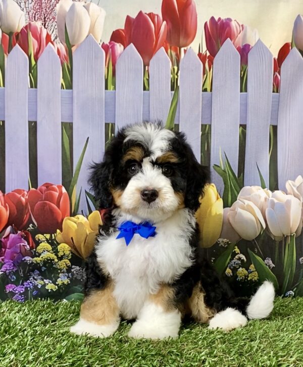 Mr. Enzo the Mini-Bernedoodle puppy