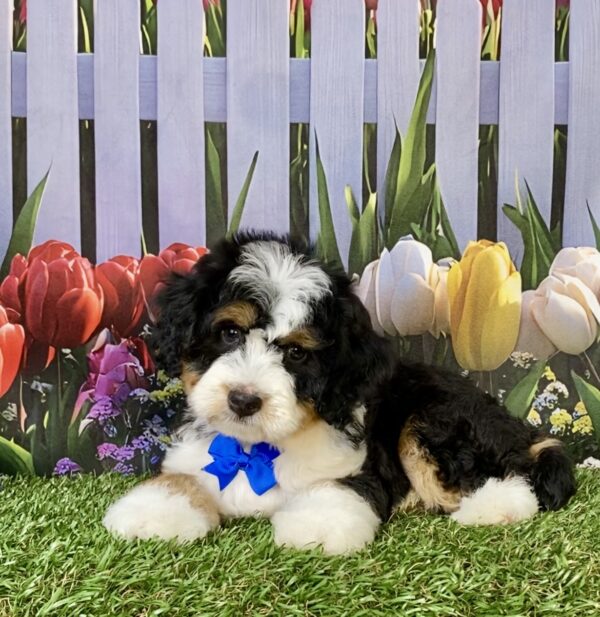 Photo of Mr. Enzo the Mini-Bernedoodle puppy