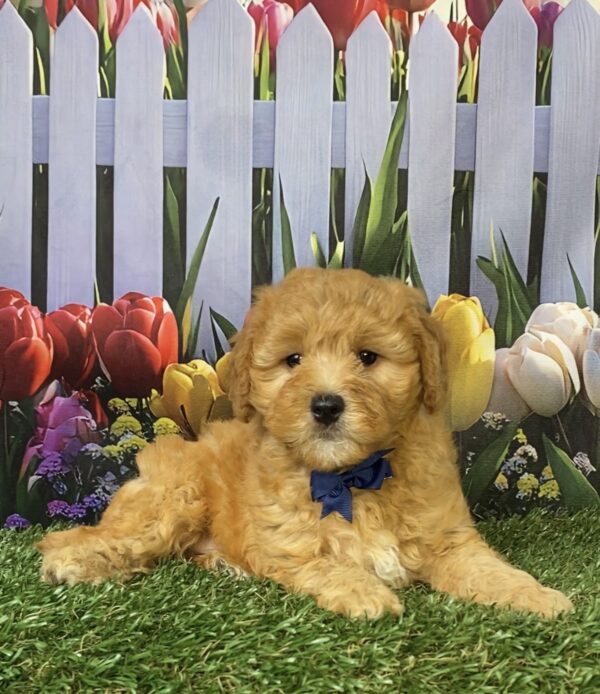 Mr. Felix the Mini-Bernedoodle puppy