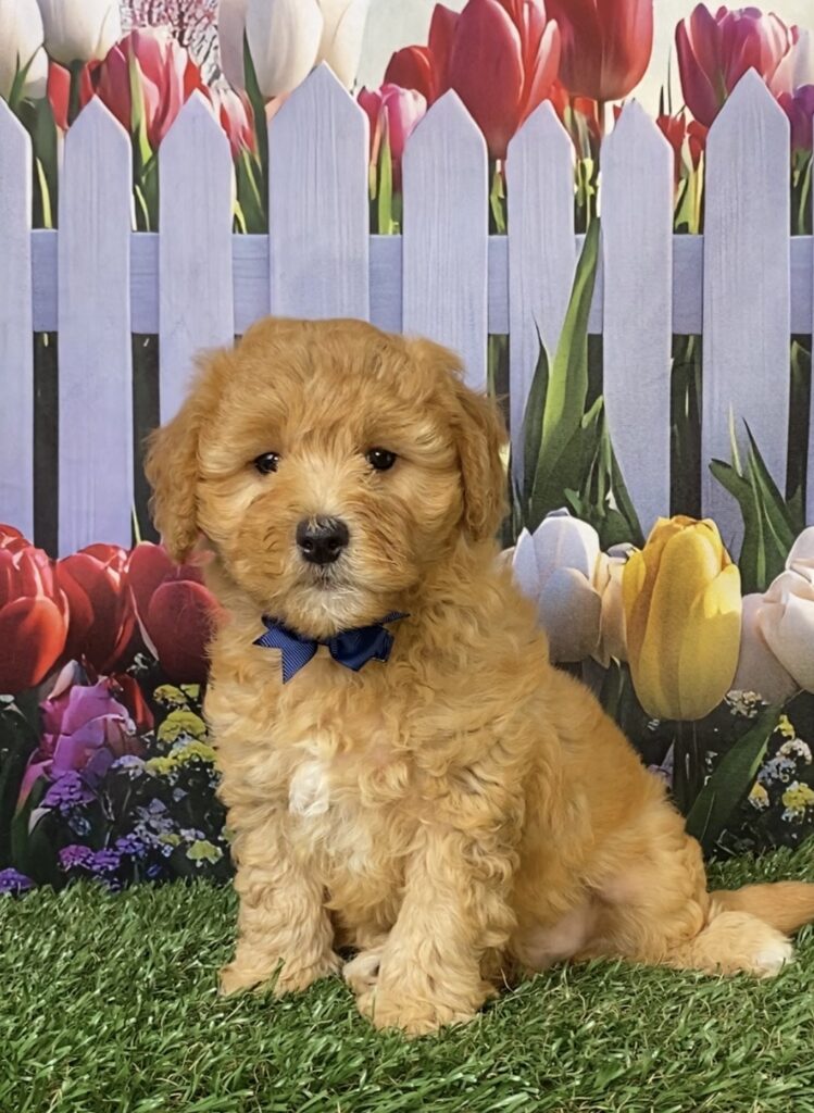 Photo of Mr. Felix the Mini-Bernedoodle puppy