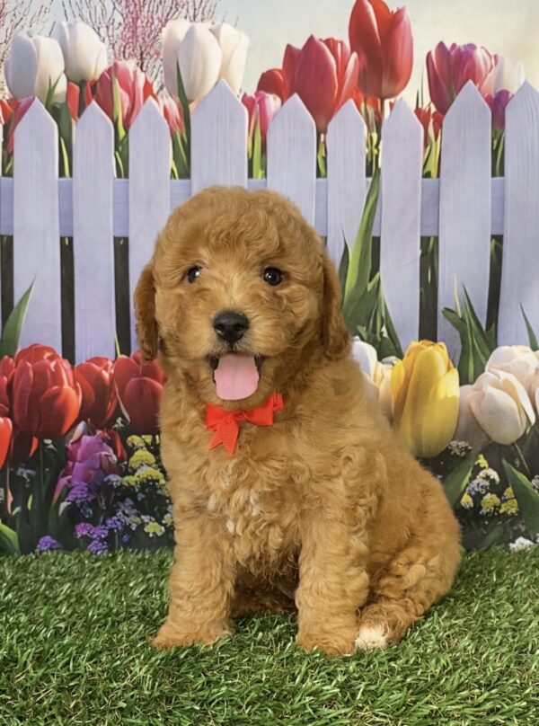 Mr. Flynn the Mini-Bernedoodle puppy