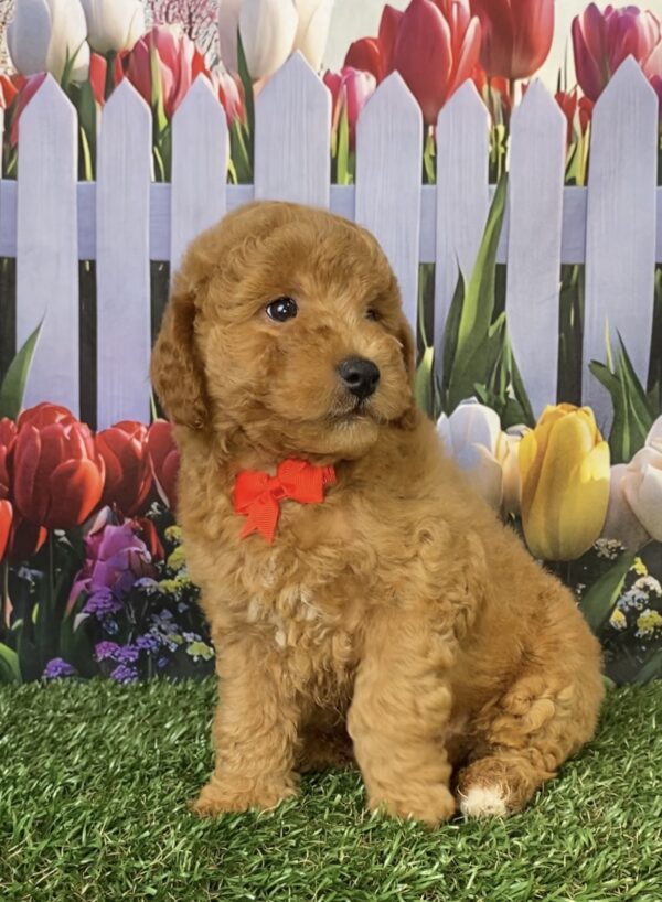 Photo of Mr. Flynn the Mini-Bernedoodle puppy