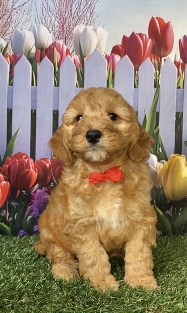 Mr. Frankie the Mini-Bernedoodle puppy