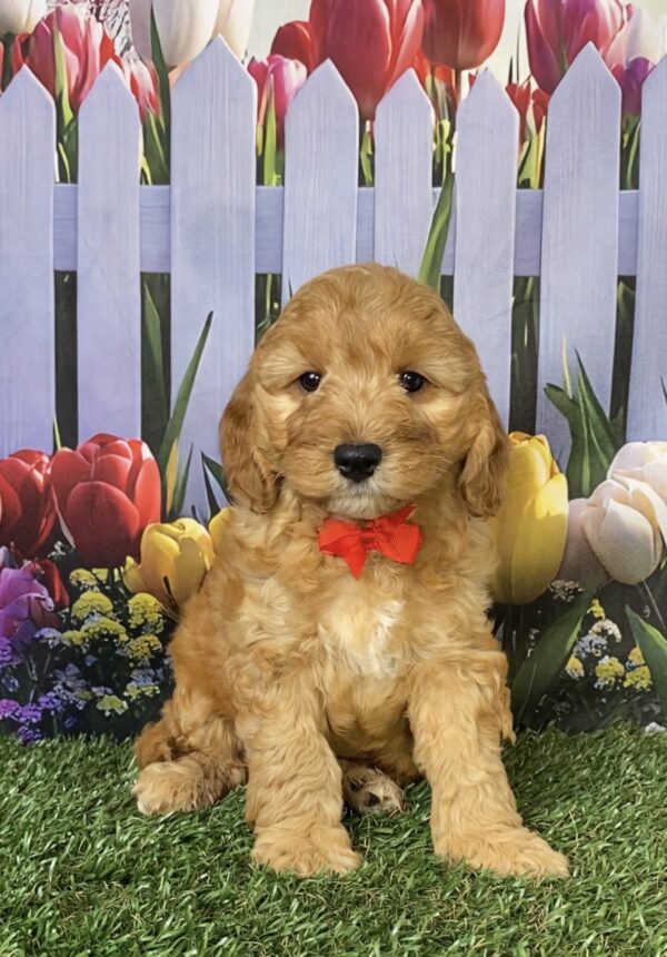 Mr. Frankie the Micro Mini-Goldendoodle puppy