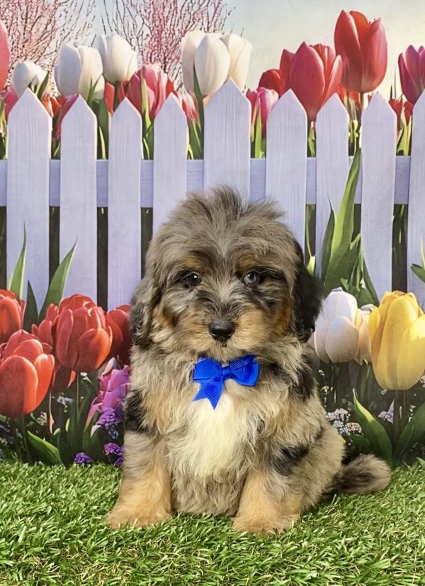 Mr. Gabe the F1B Mini-Bernedoodle puppy