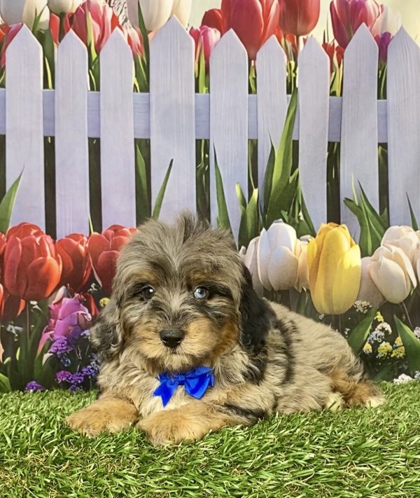 Photo of Mr. Gabe the F1B Mini-Bernedoodle puppy