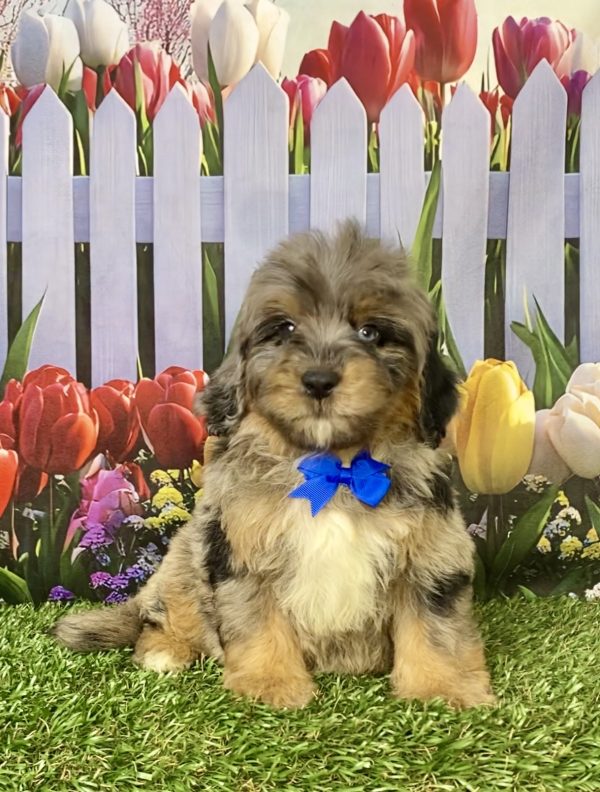 Photo of Mr. Gabe the F1B Mini-Bernedoodle puppy