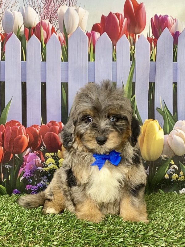 Photo of Mr. Gabe the F1B Mini-Bernedoodle puppy
