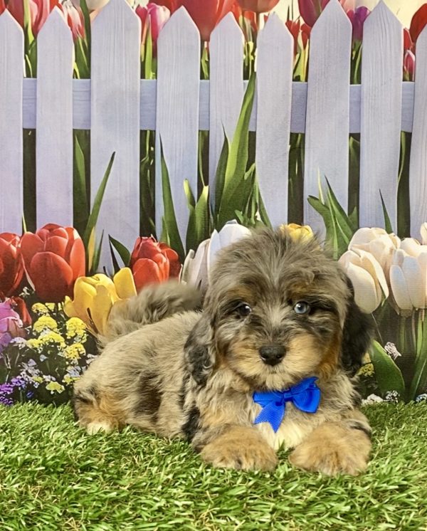 Photo of Mr. Gabe the F1B Mini-Bernedoodle puppy