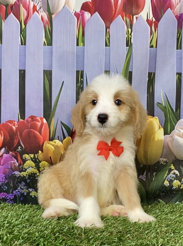 Mr. Glen the F1B Mini-Bernedoodle puppy