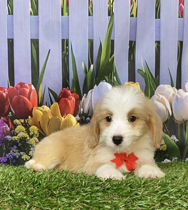 Photo of Mr. Glen the F1B Mini-Bernedoodle puppy