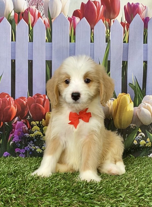 Photo of Mr. Glen the F1B Mini-Bernedoodle puppy
