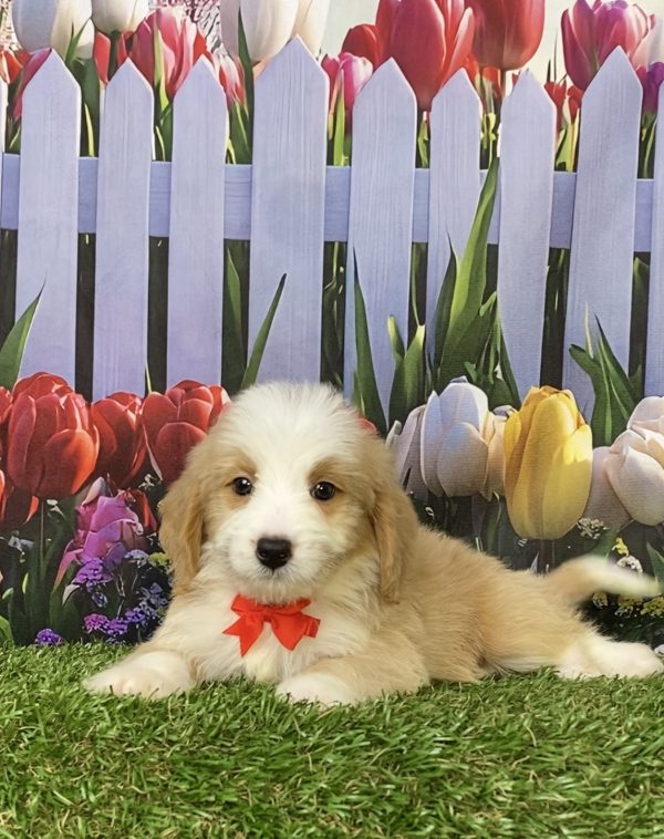 Photo of Mr. Glen the F1B Mini-Bernedoodle puppy