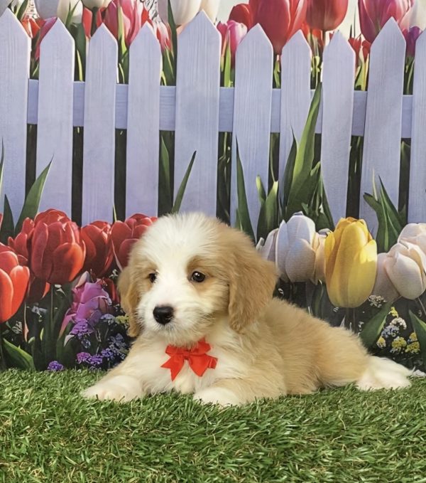 Photo of Mr. Glen the F1B Mini-Bernedoodle puppy