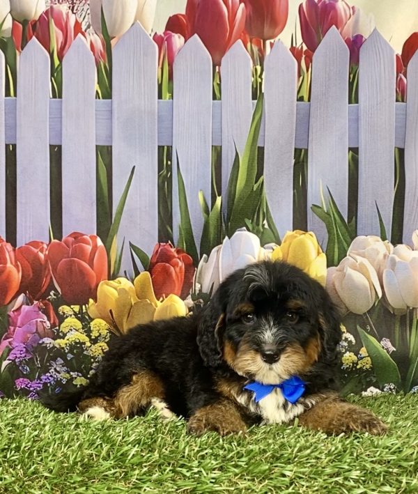 Photo of Mr. Gordon the F1B Mini-Bernedoodle puppy