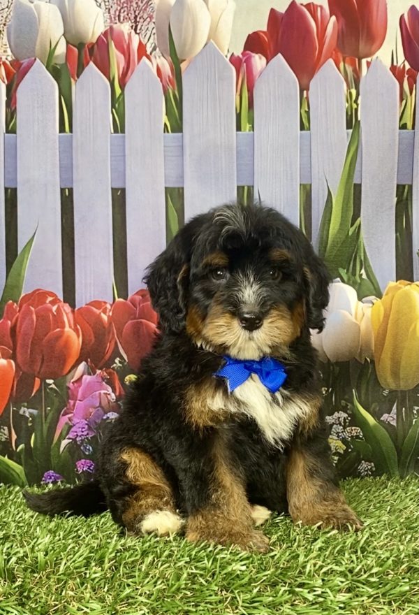 Mr. Gordon the F1B Mini-Bernedoodle puppy