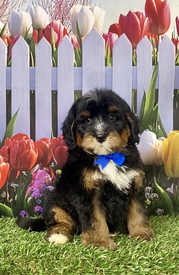 Photo of Mr. Gordon the F1B Mini-Bernedoodle puppy