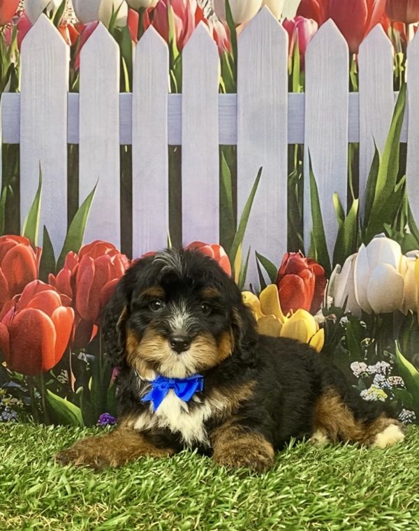 Photo of Mr. Gordon the F1B Mini-Bernedoodle puppy