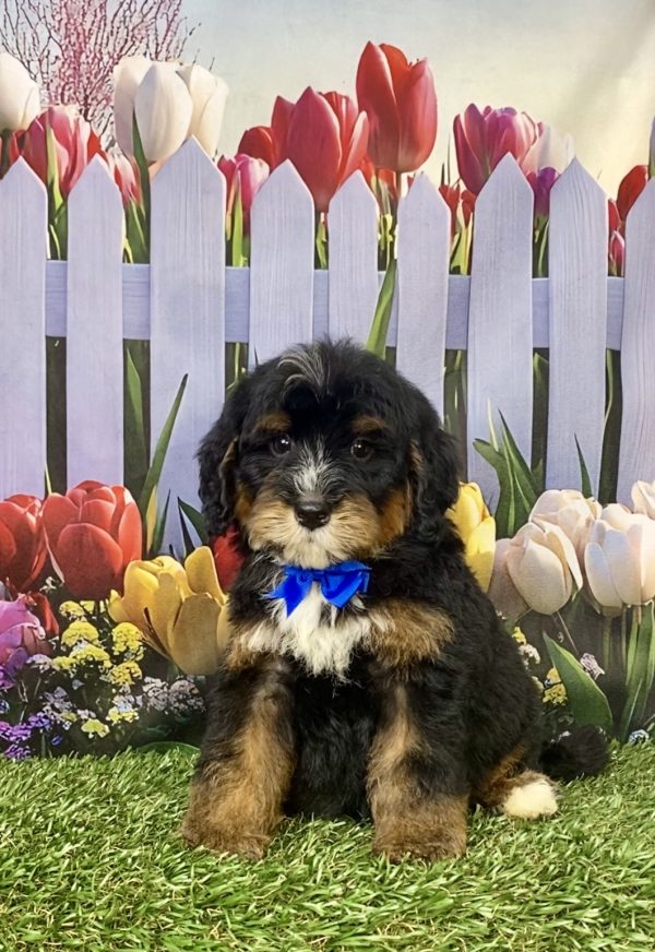 Photo of Mr. Gordon the F1B Mini-Bernedoodle puppy