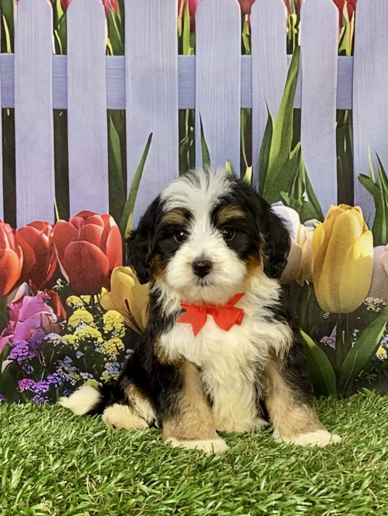 Photo of Mr. Greg the F1B Mini-Bernedoodle puppy