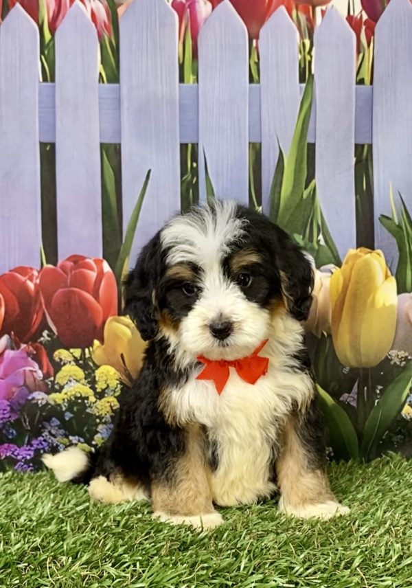 Photo of Mr. Greg the F1B Mini-Bernedoodle puppy