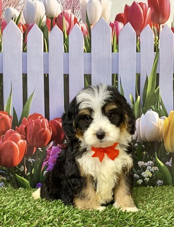 Photo of Mr. Greg the F1B Mini-Bernedoodle puppy