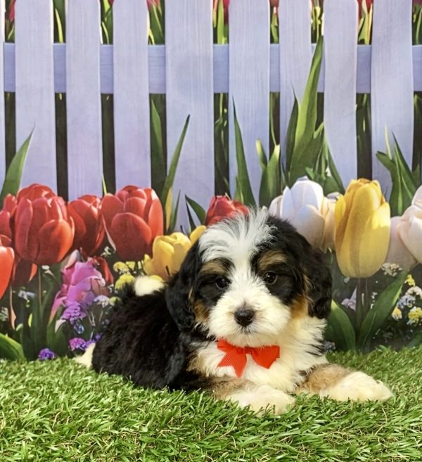 Photo of Mr. Greg the F1B Mini-Bernedoodle puppy