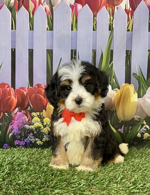 Photo of Mr. Greg the F1B Mini-Bernedoodle puppy