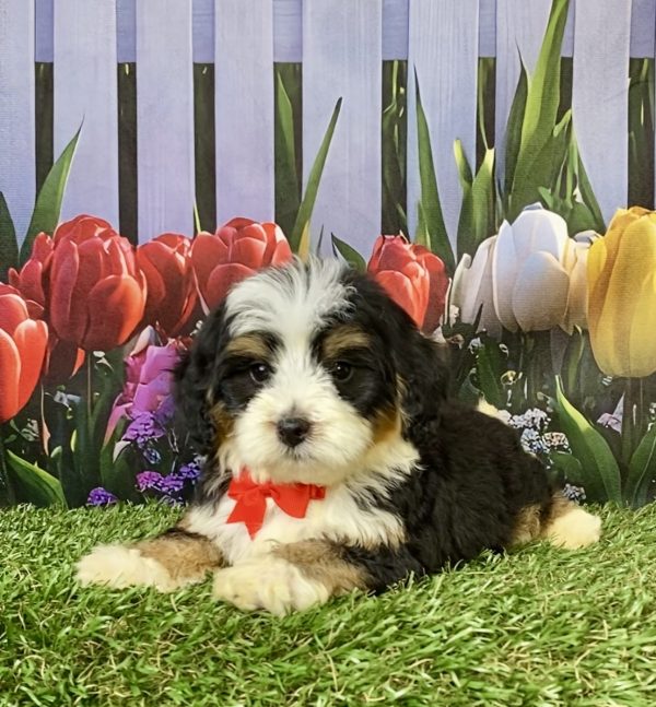 Photo of Mr. Greg the F1B Mini-Bernedoodle puppy
