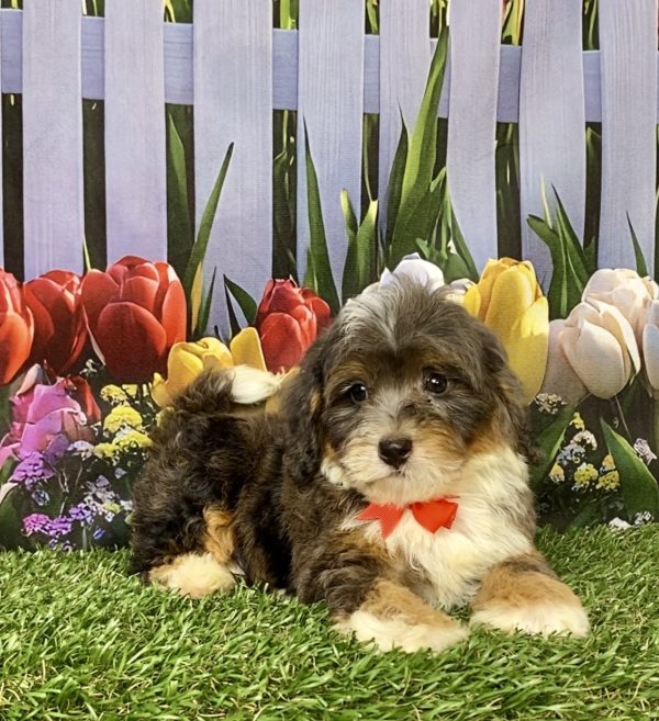 Mr. Gus the F1B Mini-Bernedoodle puppy
