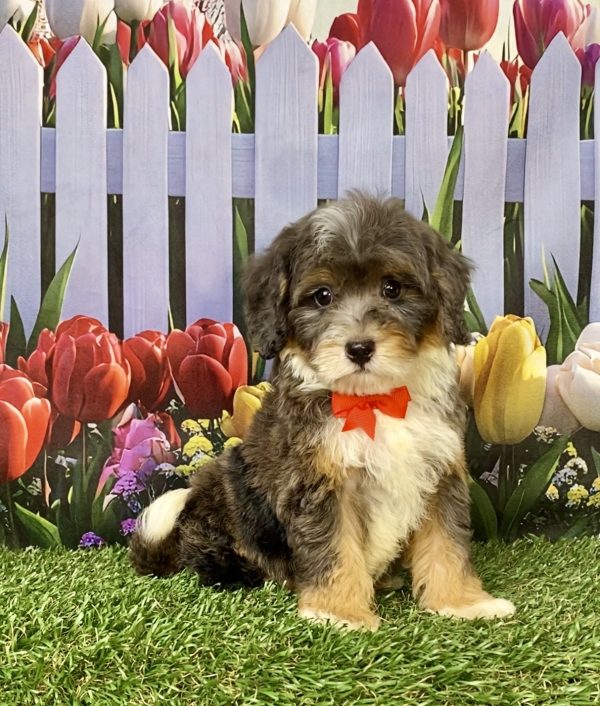 Photo of Mr. Gus the F1B Mini-Bernedoodle puppy