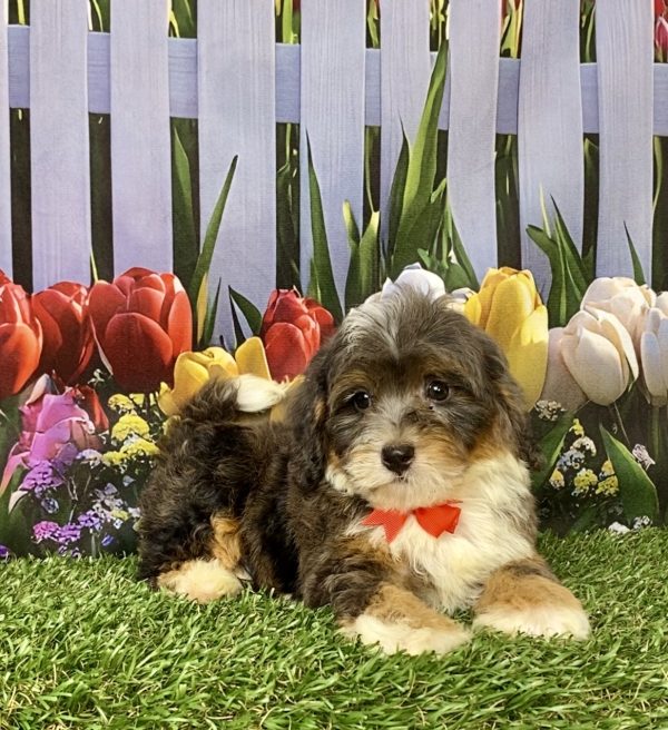 Photo of Mr. Gus the F1B Mini-Bernedoodle puppy