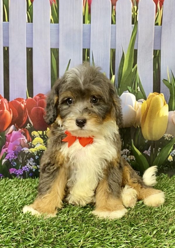 Photo of Mr. Gus the F1B Mini-Bernedoodle puppy