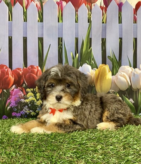 Photo of Mr. Gus the F1B Mini-Bernedoodle puppy