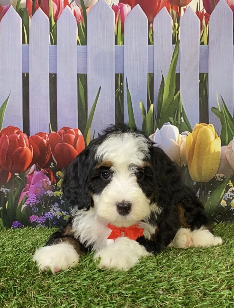 Photo of Mr. Happy the F2 Mini-Bernedoodle puppy