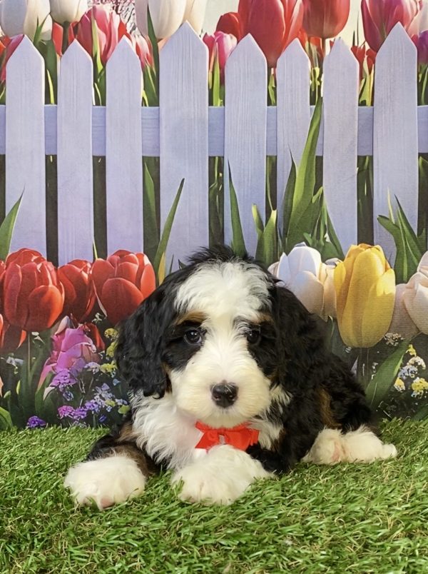 Photo of Mr. Happy the F2 Mini-Bernedoodle puppy