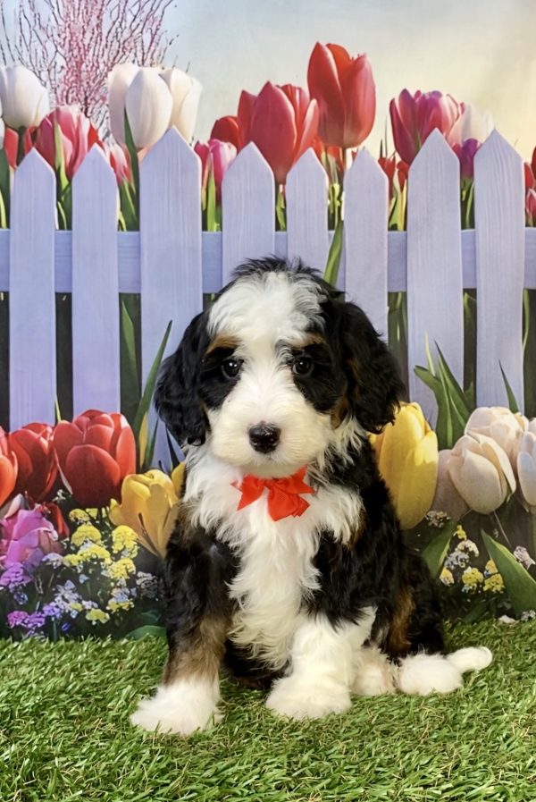 Photo of Mr. Happy the F2 Mini-Bernedoodle puppy