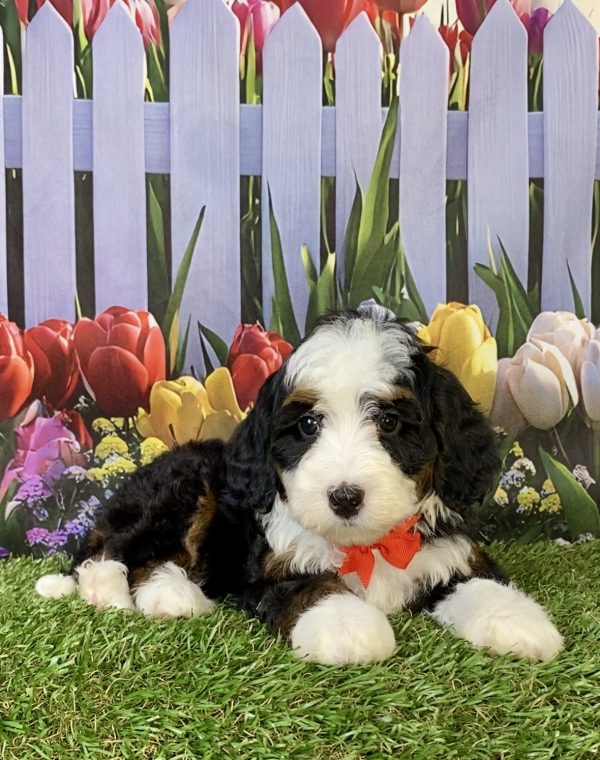 Photo of Mr. Happy the F2 Mini-Bernedoodle puppy