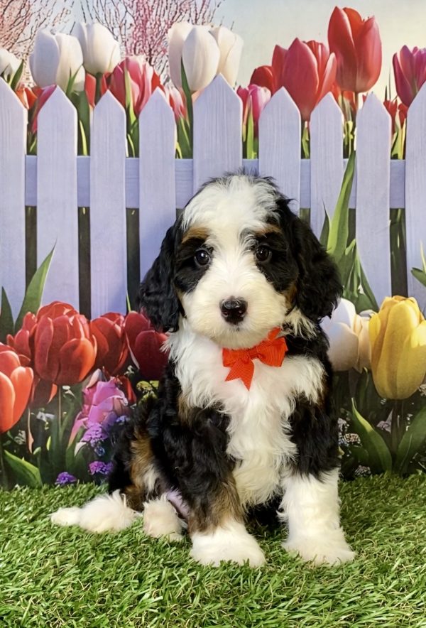 Mr. Happy the F2 Mini-Bernedoodle puppy